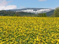 louky rozkvetl�ch pampeli�ek a v pozad� �ern� hora