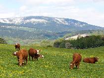 pasouc� se kr�vy, v pozad� �ern� hora