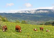 pasouc� se kr�vy, v pozad� �ern� hora